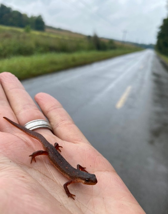 Central Newt